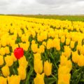 One red tulip stands out above the many yellow blooming tulip flowers in a large field at a specialized Dutch bulb nursery. It's an early morning on a cloudy day at the beginning of the spring season.